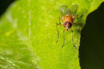 Живая природа. Макромир. Красивые насекомые. Жуки, пауки, бабочки и другие красивые насекомые. Wildlife. Macrocosm. Beautiful insects. Bugs, spiders, butterflies and other beautiful insects