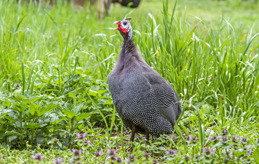 Domestic guineafowl