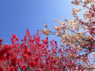 桃桜梅　花