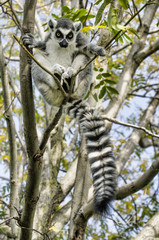 Lemure - obrazy, fototapety, plakaty