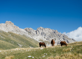 Obraz premium three horses at lunch