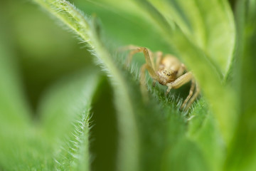 Живая природа. Макромир. Красивые насекомые. Жуки, пауки, бабочки и другие красивые насекомые. Wildlife. Macrocosm. Beautiful insects. Bugs, spiders, butterflies and other beautiful insects