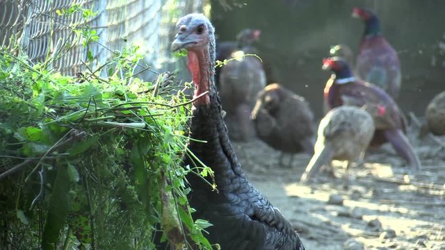 Cage for extensive breeding of turkey Meleagris gallopavo other poultry. Regular feeding with fresh grass, grains and granules. Breeding for conservation of the genofond and also partly for meat
