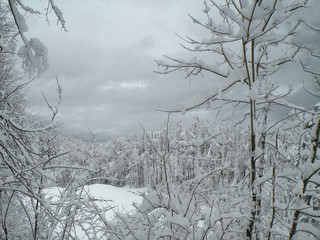 Snow-covered nature. Wild winter. Winter Idyll in the Woods on the basis or background