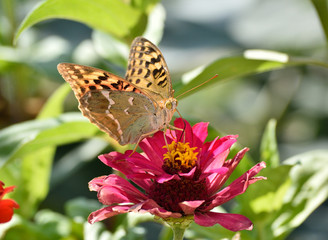 Beautiful butterfly drinking nectar from a flower