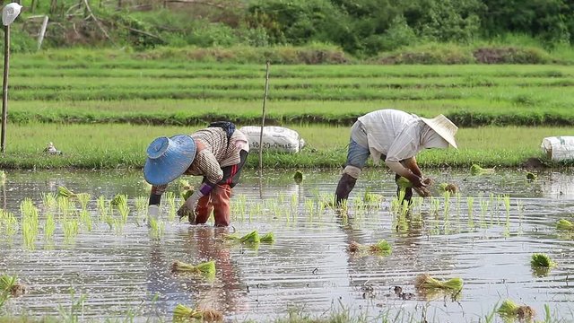 Asian farmer working on rice field outdoor in Agricultural town of Asia.