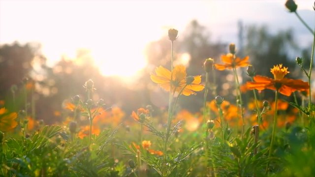  Beautiful Sunset Against Meadow Flowers