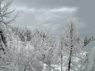 Christmas new year time in the idyllic winter forest with snow-covered wilderness.Design of winter holiday in beautiful unspoiled nature.Winter landscape covered with snow for background or wallpaper