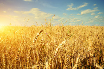 Naklejka premium Wheat field against sun light