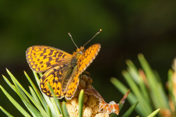 Живая природа. Макромир. Красивые насекомые. Жуки, пауки, бабочки и другие красивые насекомые. Wildlife. Macrocosm. Beautiful insects. Bugs, spiders, butterflies and other beautiful insects