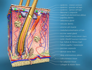 scientific 3d illustration of a cross section of hair follicle with description and anatomical function