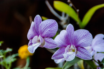 flower beauty nature