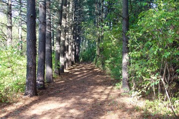 The trail in the forest with the row of pine trees on the trail.