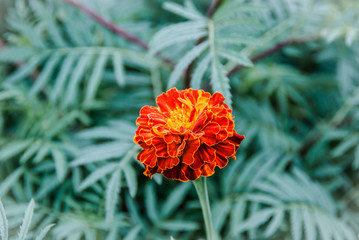 flower beauty nature