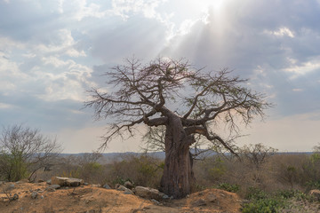 African baobab with dramatic sky. Angola.