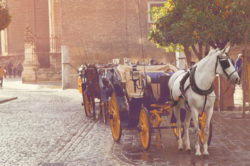 Horse-drawn vintage carriage, white horse, gothic cathedral wall and orange tree on the background