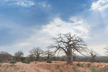 African baobab with dramatic sky. Angola.