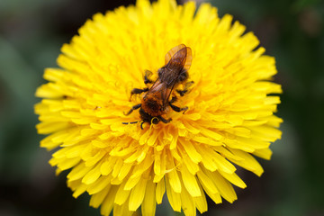 Bee on a dandelion