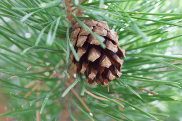 Fototapeta premium Bump among the pine needles