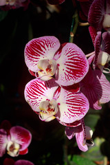 Phalaenopsis orchid on isolated black background