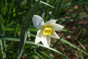 Fototapeta premium White flower with yellow center