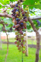 Ripe of red grapes fruits on the ranch