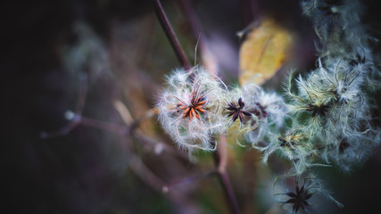 Autumn beautiful nature