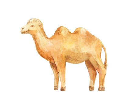 watercolor camel on white background