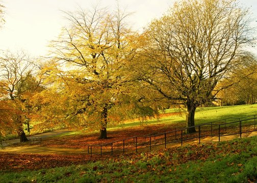 An image of a colourful Autumn landscape.