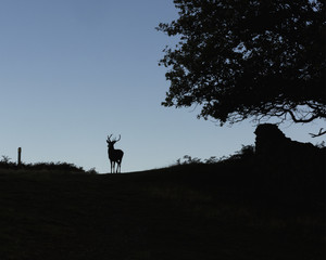 Free roaming silhouetted deer at the country park