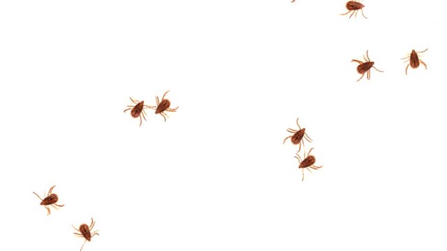 Swarm of Parasitic Ticks on a White Background. FullHD video 1080p