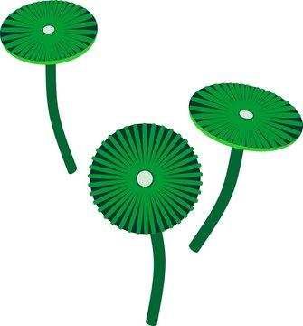 Umbrella Alga or Acetabularia on white background