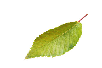 Fototapeta premium Autumn leaf isolated on white background
