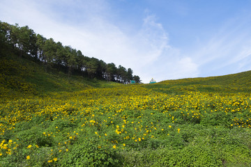 Tung Bua Tong flower 1