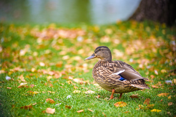 Duck stands on the Bank of the river near the grass.