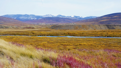 Aromatic colorful tundra strewn with flowers