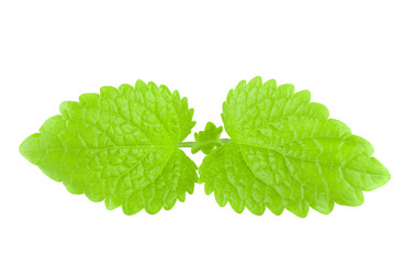 Flawless improved with photoeditor leaf of melissa (mint) isolated on white background with a...