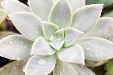 beautiful succulent plant in greenhouse. Top view.