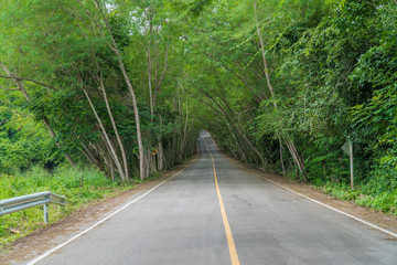 Country Road with tree lined, tree tunnel