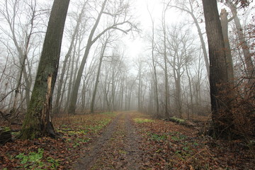 Fototapeta premium forest in the fog in late autumn