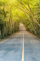 Country Road with tree lined, tree tunnel