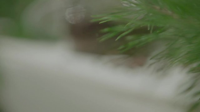 Piece of kitchen interior with a glass can full of cedar nuts and decorated with coniferous tree branch, green cone on cedar.