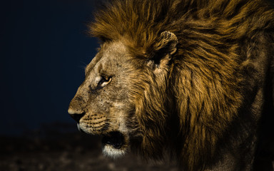 Lion Dramatic Portrait
