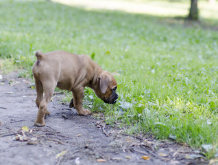 Играющий щенок боксера на лужайке