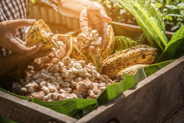 Cocoa Beans and Cocoa Fruits.