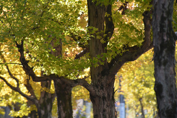 Autumn Leaves in Japan