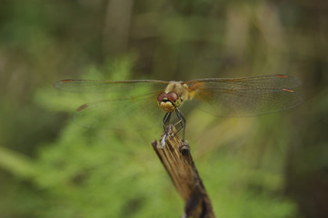 Big dragonfly against a green grass 