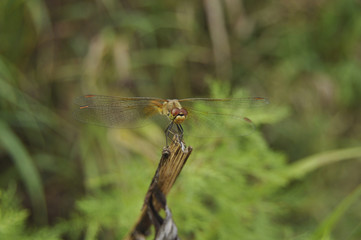 Big dragonfly against a green grass 