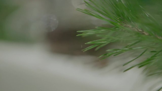 Piece of kitchen interior with a glass can full of cedar nuts and decorated with coniferous tree branch, green cone on cedar.