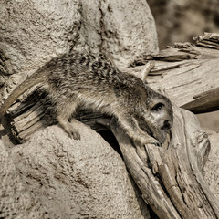 Suricato sbircia dentro a un tronco
